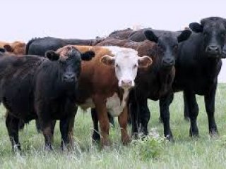 Farm Animals and Their Health Farm Animals and Their Health